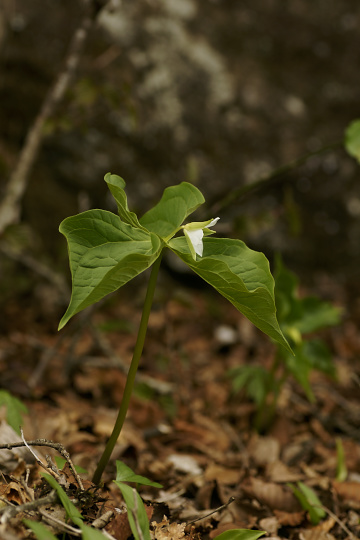 e0054067_23591410.jpg