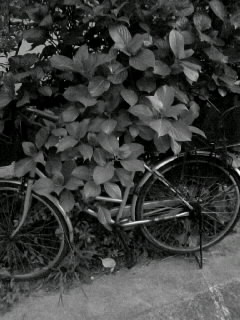 f0100480_202191.jpg