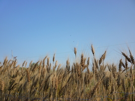 f0221382_1032191.jpg