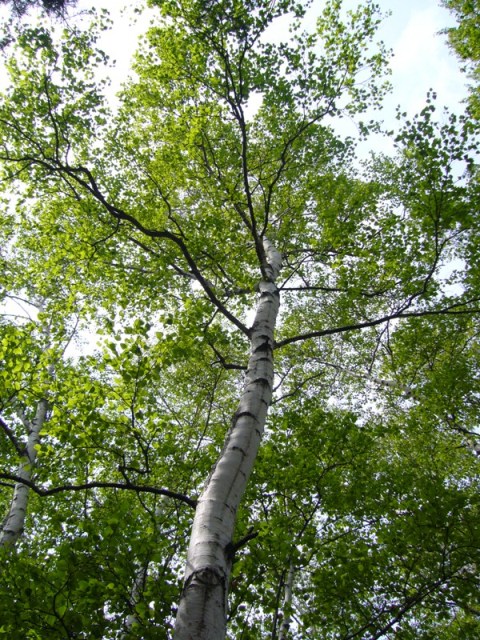 f0079085_17371584.jpg