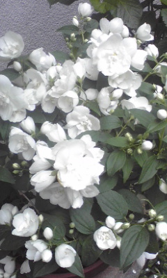 e0054290_23204819.jpg