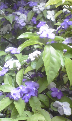 e0054290_23204886.jpg