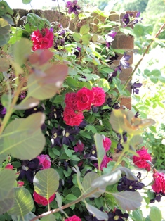 c0076496_032115.jpg