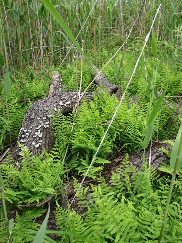 f0224100_534347.jpg