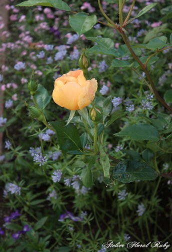 d0001008_13284728.jpg