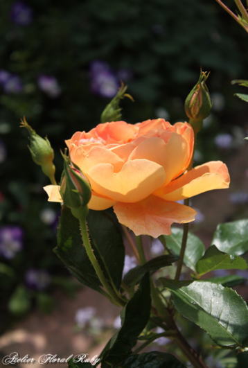 d0001008_13303643.jpg