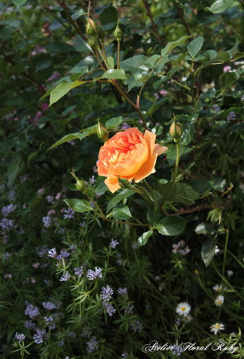 d0001008_13315080.jpg