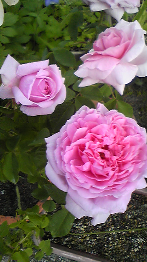 f0014209_9272312.jpg