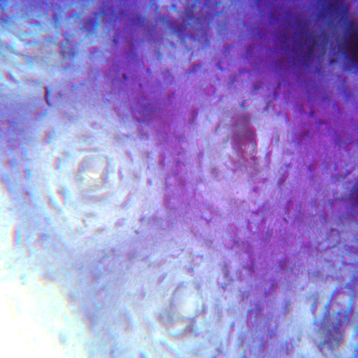 e0142611_21153857.jpg