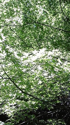 b0145616_122850.jpg