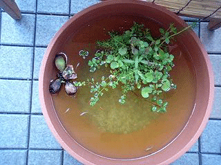 d0048332_14204761.gif