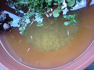d0048332_14205772.gif