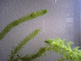 d0048332_14211998.gif