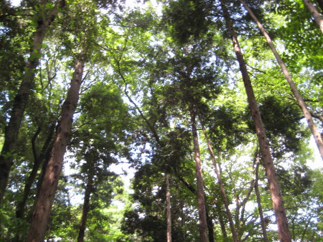 e0166032_20511824.jpg