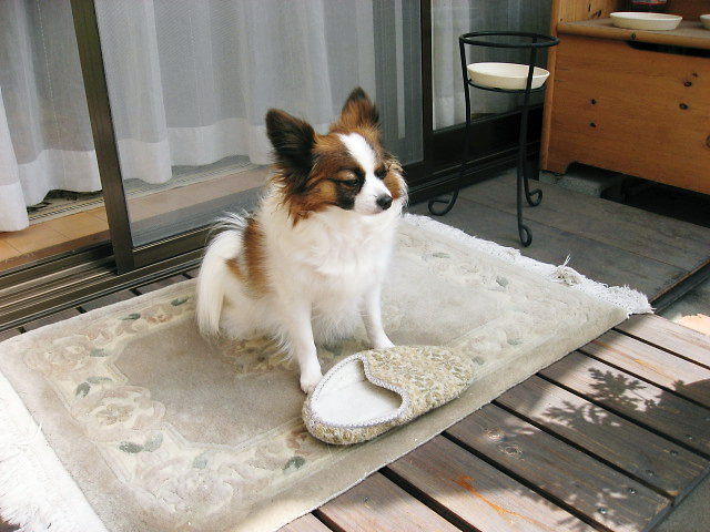 a0149240_9245915.jpg