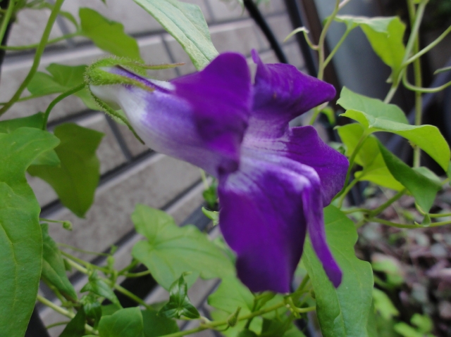 c0108460_21154766.jpg