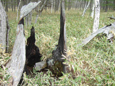 c0011862_856177.jpg
