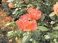 b0145863_2239910.jpg