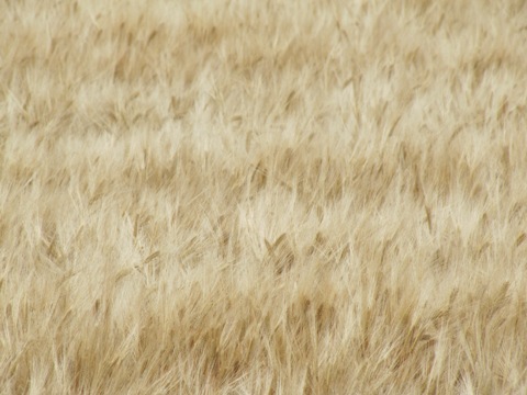 b0183566_8353935.jpg