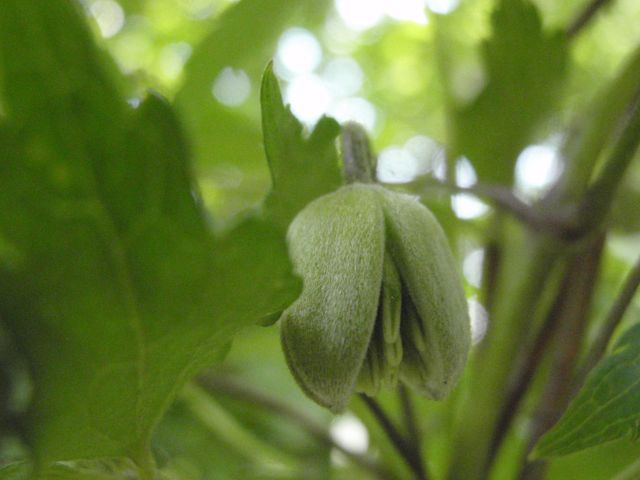 c0042869_7312960.jpg