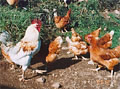 f0221382_11474070.jpg