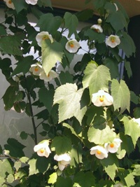 c0151691_1004718.jpg