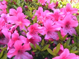 c0151691_1053313.jpg