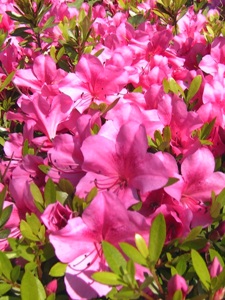 c0151691_106211.jpg