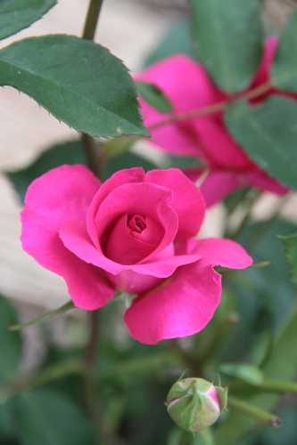 c0184294_16144140.jpg