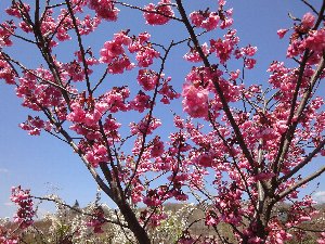 e0122199_17371167.jpg