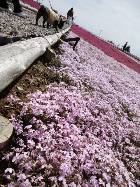 d0164100_1020792.jpg