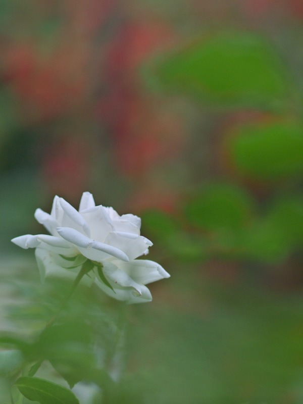 f0224100_7295537.jpg