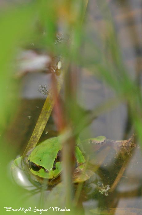 c0067206_1710184.jpg