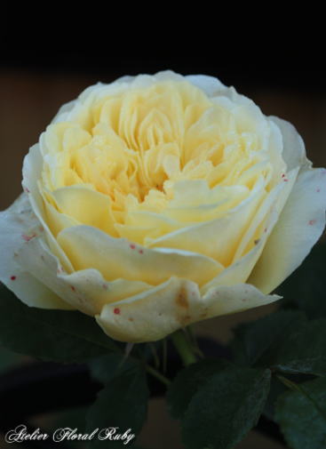 d0001008_830525.jpg