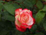 a0157619_22182438.jpg