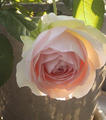 c0097620_2152450.jpg