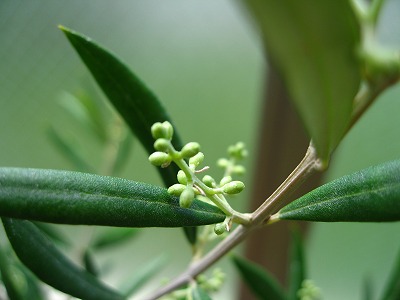 a0111621_1831220.jpg