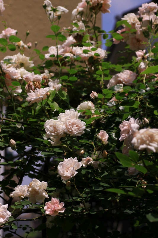 b0165522_5574130.jpg