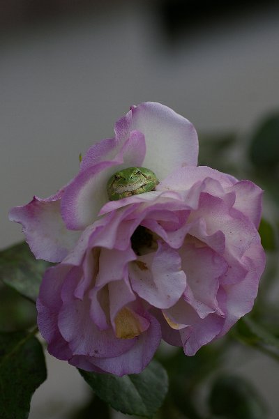 a0055024_2023479.jpg