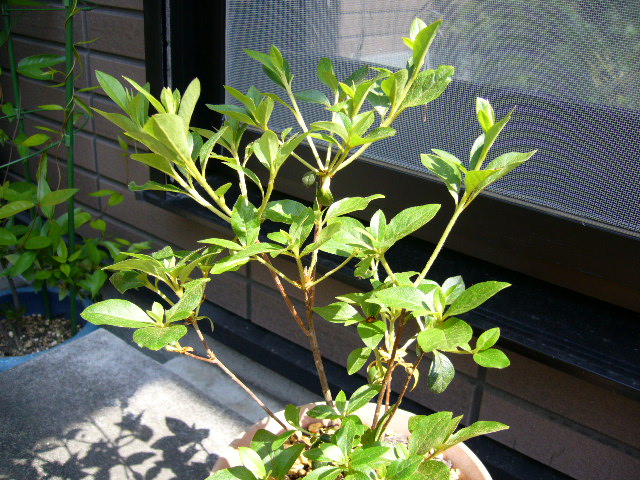 d0000324_1225225.jpg