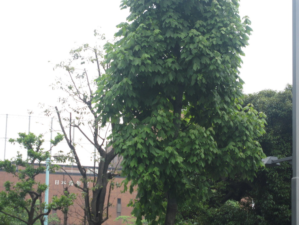 d0162225_1516176.jpg