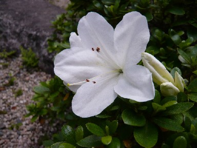 a0098027_16402031.jpg