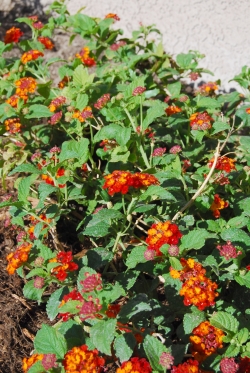 c0181652_3572474.jpg