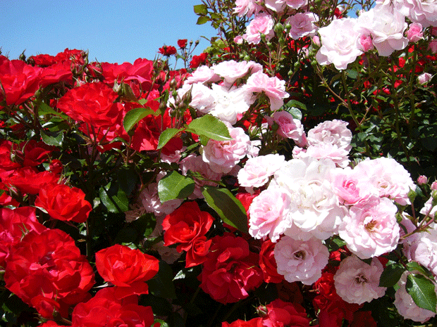 c0225153_146740.gif