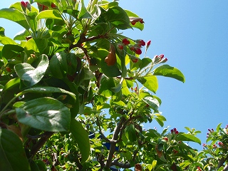 e0004756_20251068.jpg