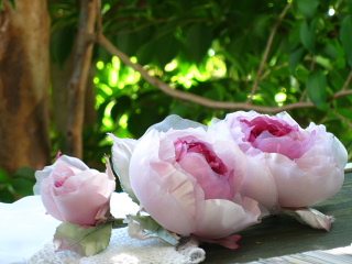 a0021558_16594284.jpg