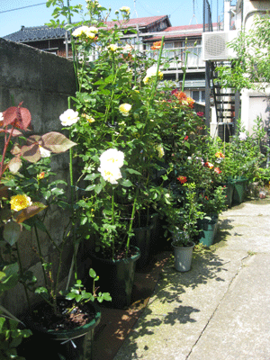 d0050871_1012757.gif