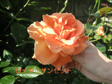 d0050871_10132785.gif