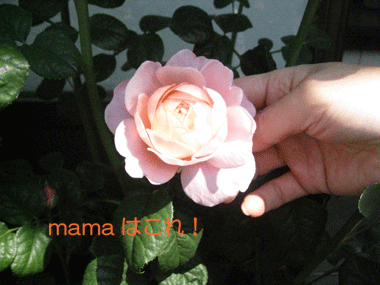 d0050871_10133929.gif