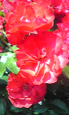 c0093179_16501555.jpg